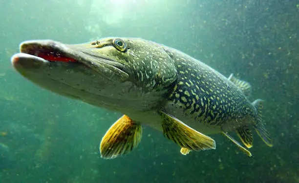 Underwater photo of a big Northern Pike (Esox Lucius) in a lake.