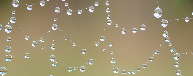 Raindrops on the cobweb. Shot on a macro lens with green background.