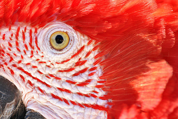 istock Closeup of a Scarlet Macaw 177842494