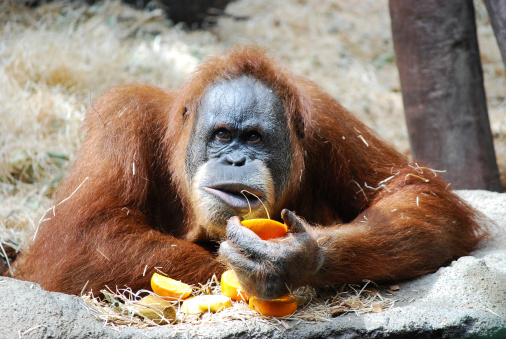 Orangutan is being distracted from eating an orange
