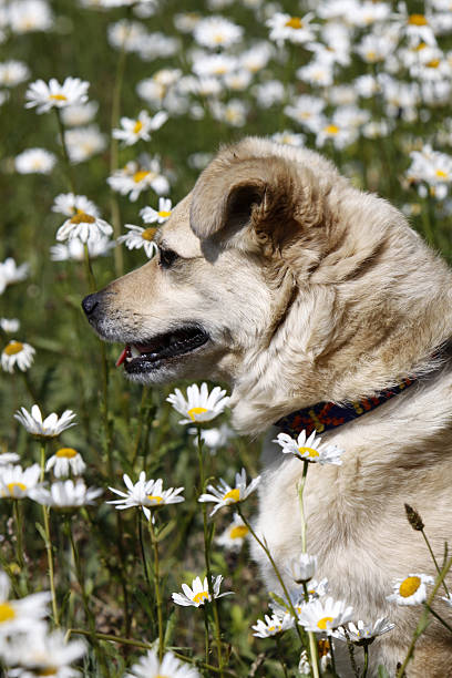 Mixed-breed dog sitting in flower meadow
