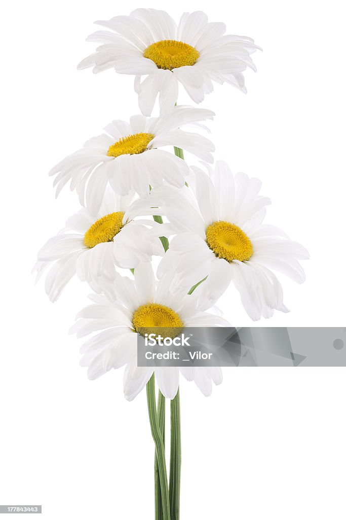 daisy - Foto de stock de Belleza libre de derechos