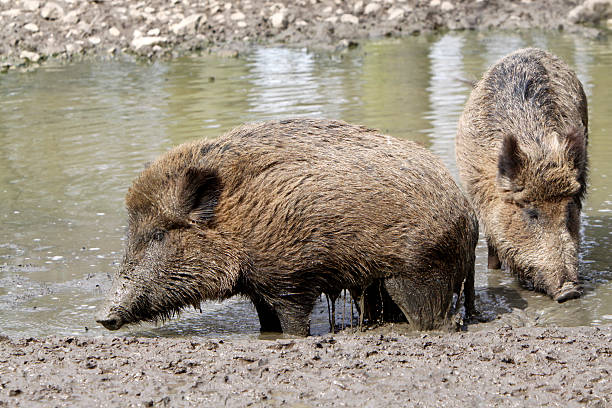 wild pigs in the mud - foto��’s van aarde stockfoto's en -beelden