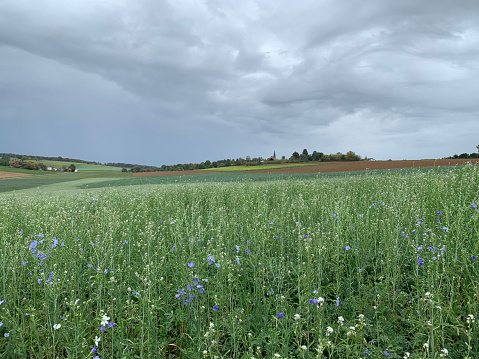 Rural landscape of fields and meadows in autumn in cloudy weather in Germany. A green field and gray sky. Horizontal photo