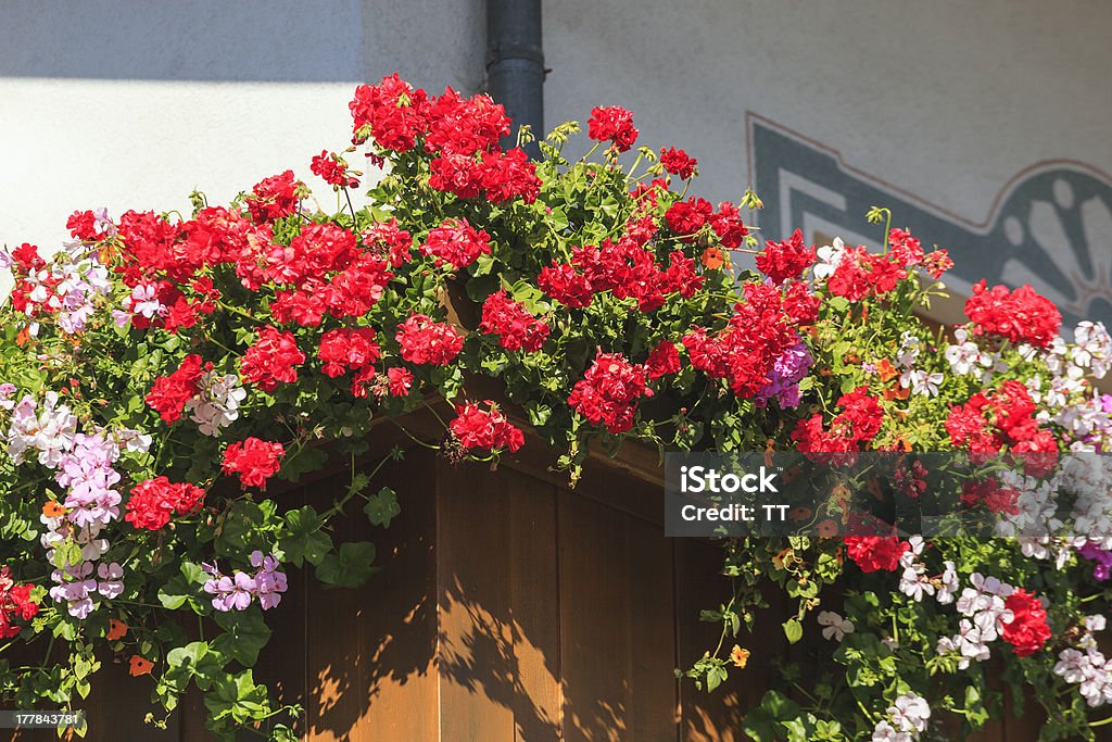 Balkon z Kwiat pola - Zbiór zdjęć royalty-free (Balkon)