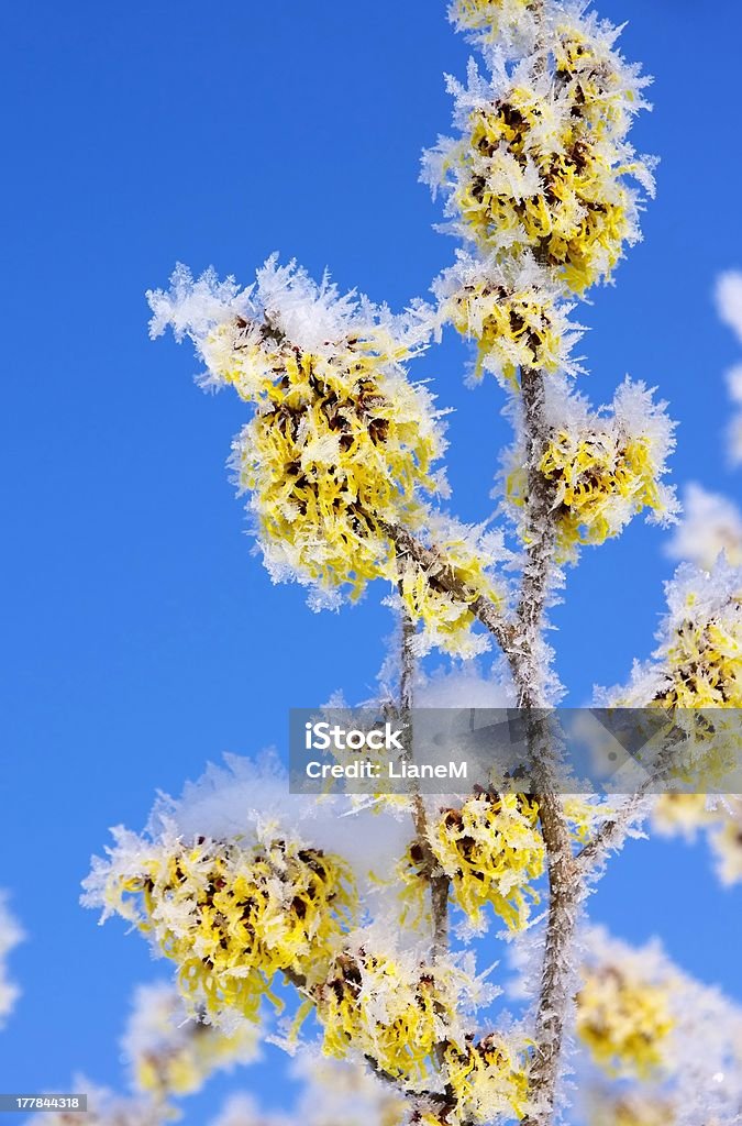 Hamamelis - Photo de Gelée blanche libre de droits