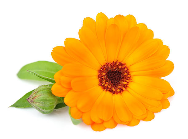 istock Flower of a calendula 177844331