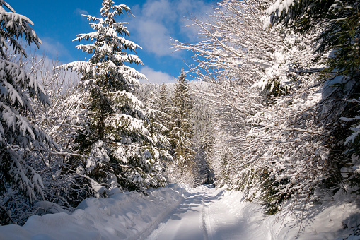 Beautiful winter landscape. Fir tree covered with sow