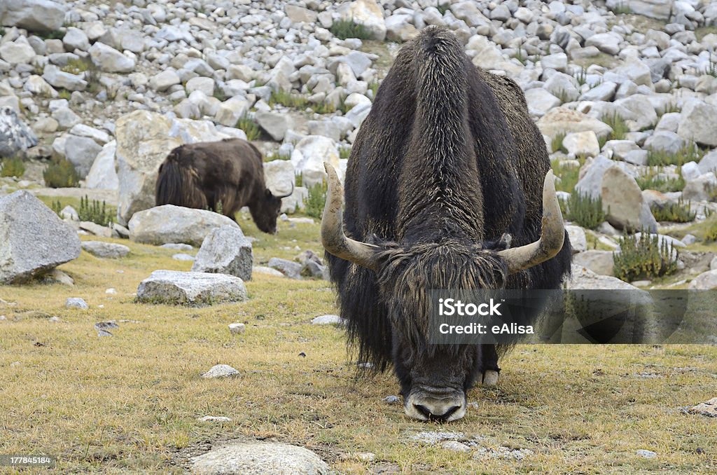 Yaks auf Viehweide - Lizenzfrei Asien Stock-Foto