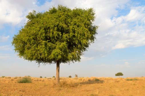 One rhejri (prosopis cineraria) tree in the thar desert ( great indian desert) under cloudy blue sky