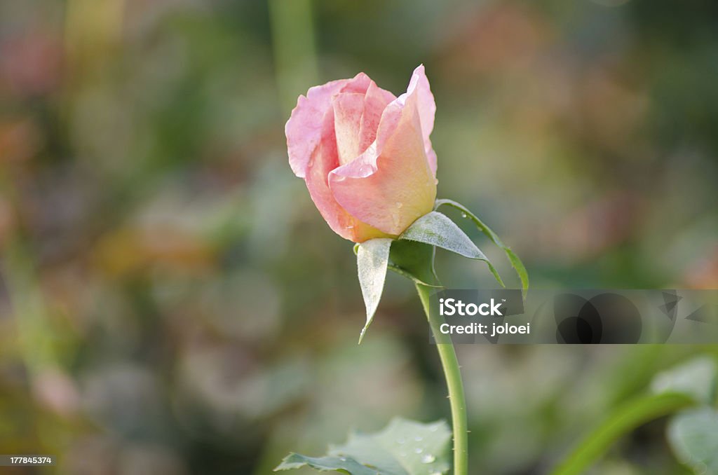 Rosas cor-de-rosa - Foto de stock de Beleza natural - Natureza royalty-free