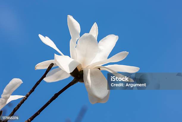 White Magnolia Stockfoto und mehr Bilder von Ast - Pflanzenbestandteil - Ast - Pflanzenbestandteil, Baum, Baumblüte