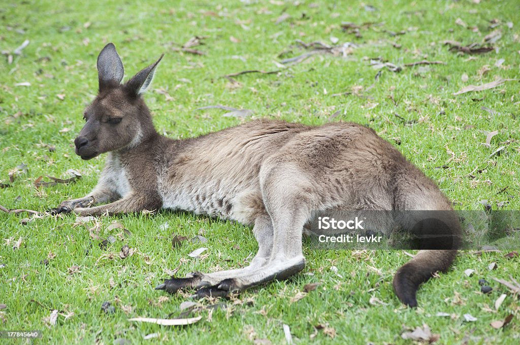 Nativo canguro in Australia - Foto stock royalty-free di Animale