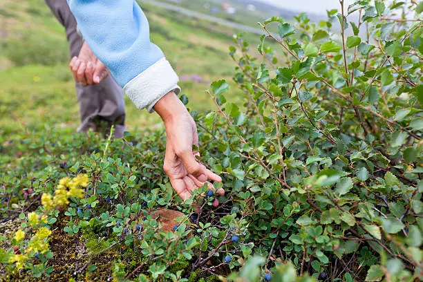 Human Hand and a Bush of Ripe Blueberry at the Summer Iceland