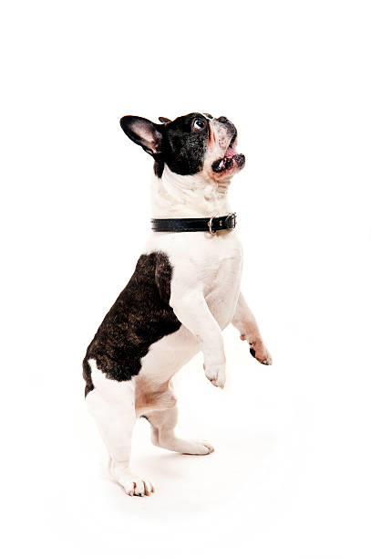 istock Bulldog on white background jump up 177846051