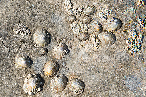 istock Limpets and Barnacles on a rock 177846057