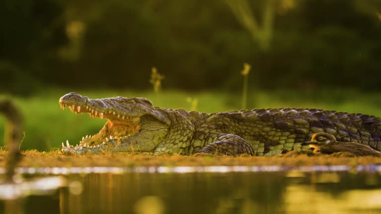 Footage of a Nile crocodile (Crocodylus niloticus) opens his strong jaws to catch the prey