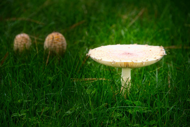 Large mushroom in the wild with two small in the back, light glow on main mushroom