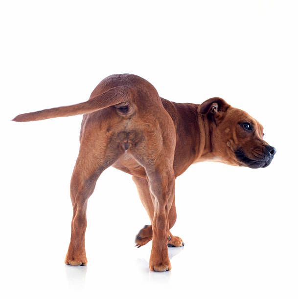 istock back staffordshire bull terrier 177846672