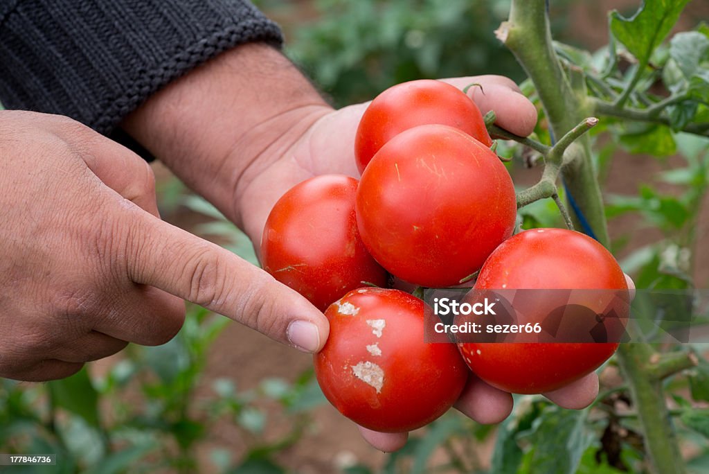 blight на томатный - Стоковые фото В плохом состоянии роялти-фри