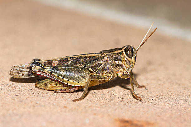 gafanhotos - locust epidemic grasshopper pest imagens e fotografias de stock