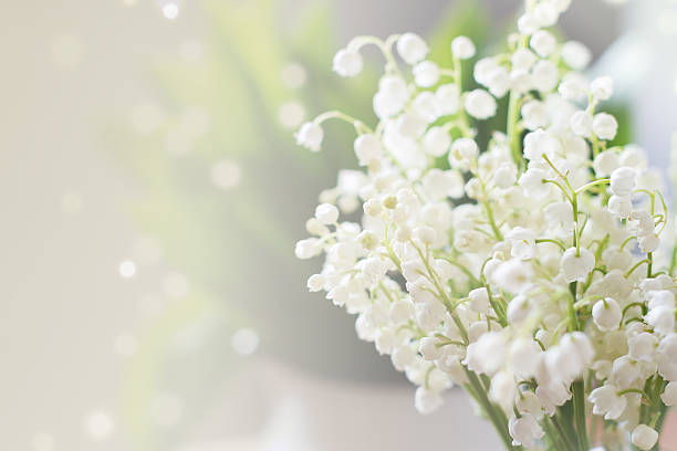 istock Lily of the valley 177847024