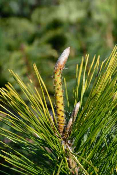 istock Japanese Black Pine Ogon 1778470420