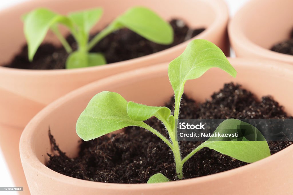 Petunia seedlings in ceramic pots Two ceramic pots with seedlings of young petunias Agriculture Stock Photo