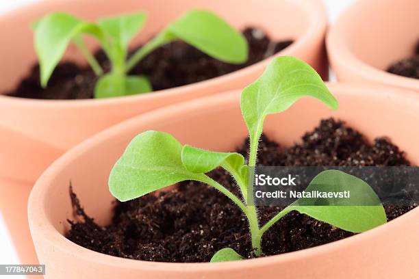 Petunia Seedlings In Ceramic Pots Stock Photo - Download Image Now - Agriculture, Brown, Ceramics