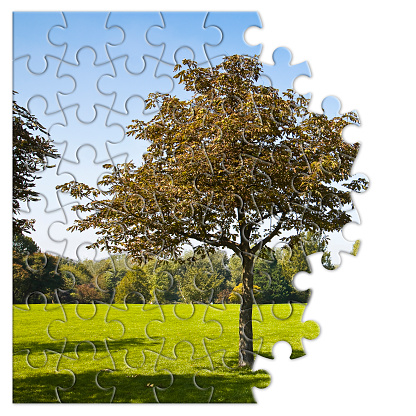 Isolated tree in a green meadow - environmental conservation concept image in jigsaw puzzle shape - image with copy space