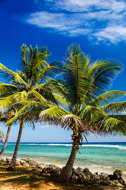 istock Palm Trees and Turquoise Water 177847926