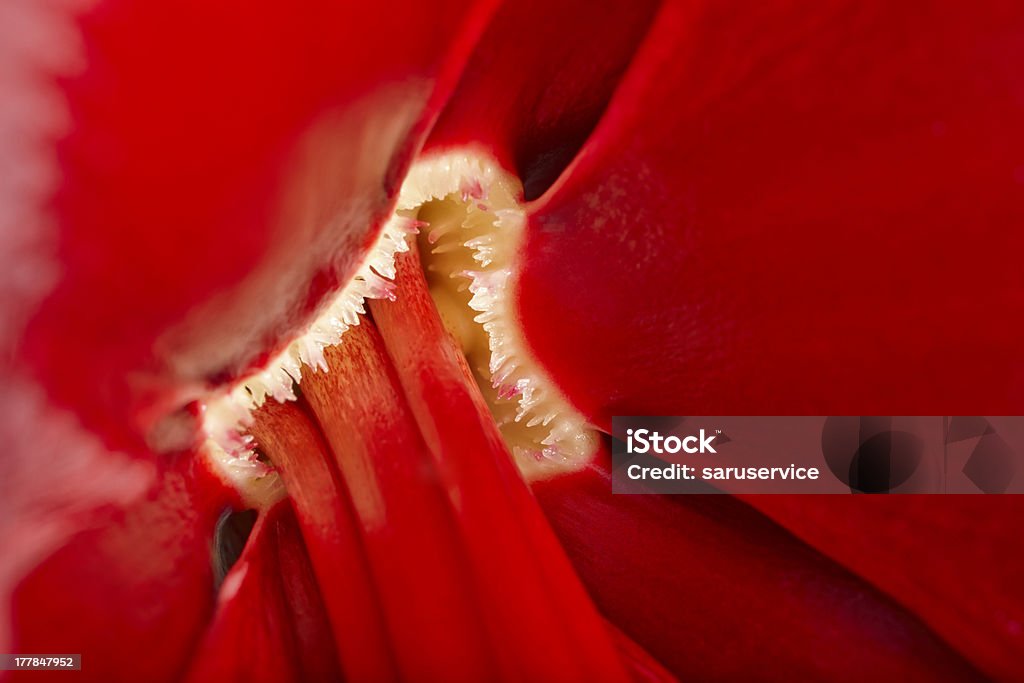 Primo piano di Amaryllis fiori e calici - Foto stock royalty-free di Aiuola