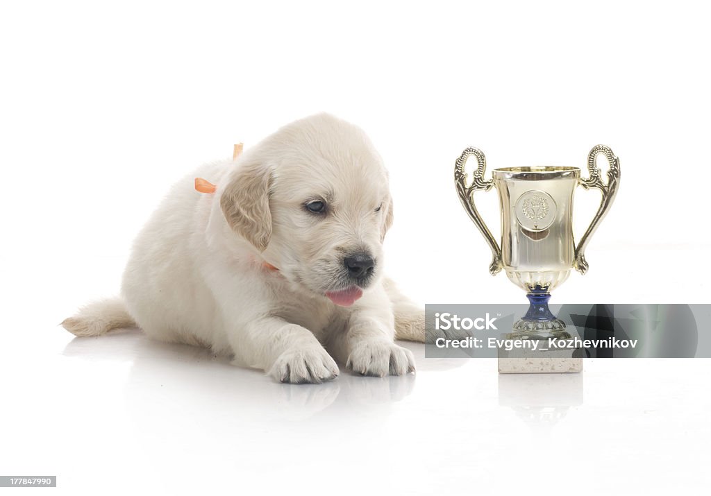 Piccolo carino Cucciolo di golden retriever, su sfondo bianco - Foto stock royalty-free di Animale