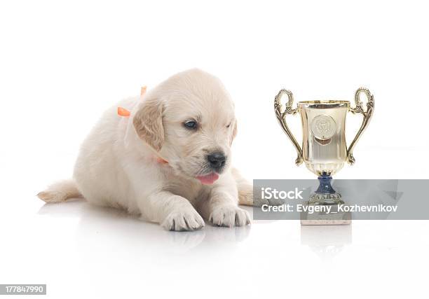 小さなかわいいゴールドレトリバー子犬で白背景 - イヌ科のストックフォトや画像を多数ご用意 - イヌ科, カップ, クローズアップ