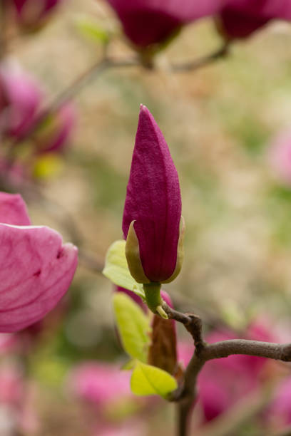 istock Beautiful magnolia tree blossoms in springtime. Jentle magnolia flower against sunset light. Romantic creative toned floral background. 1778481348