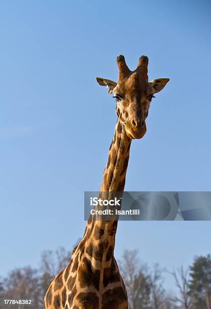 Photo libre de droit de Girafe banque d'images et plus d'images libres de droit de Afrique - Afrique, Animaux de safari, Animaux à l'état sauvage