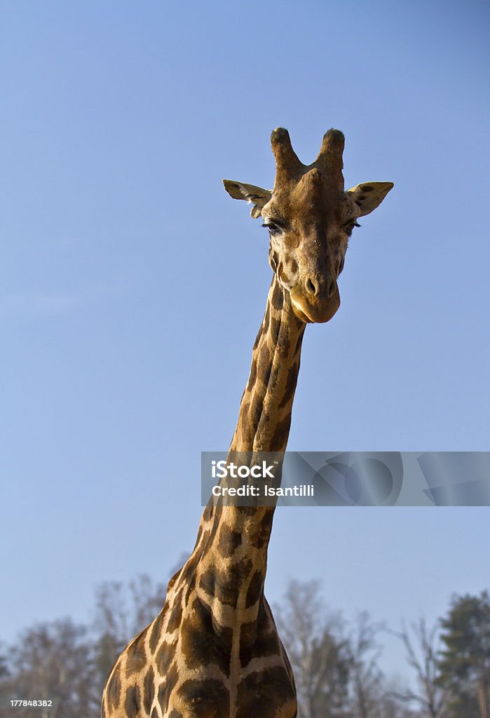 Жираф - Стоковые фото Африка роялти-фри