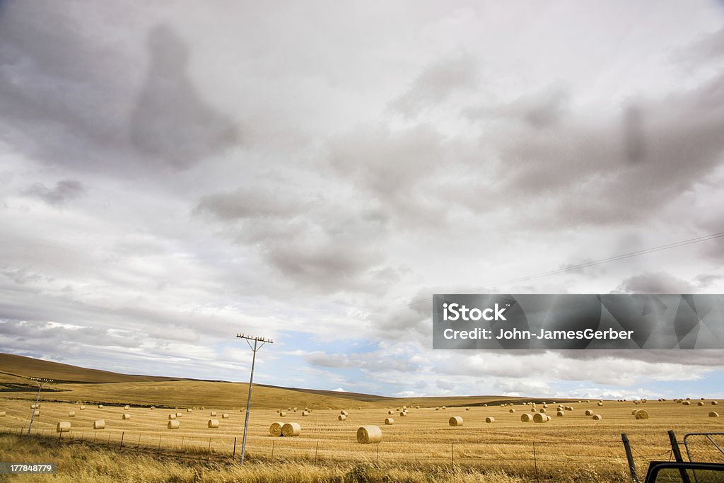 Settore agricolo - Foto stock royalty-free di Agricoltura