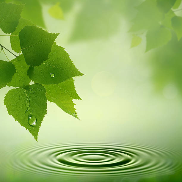 istock Morning dew. Abstract natural backgrounds for your design 177848810