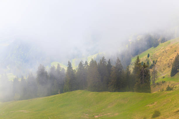 istock Misty mountains with fir forest in fog 1778489427