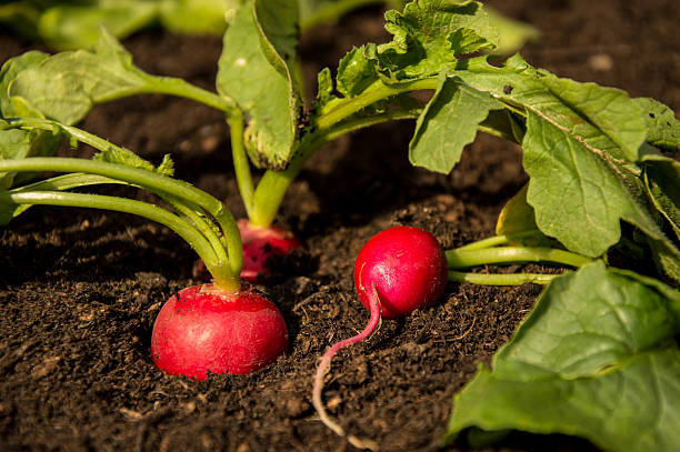 istock Radishes in the Garden 177849343