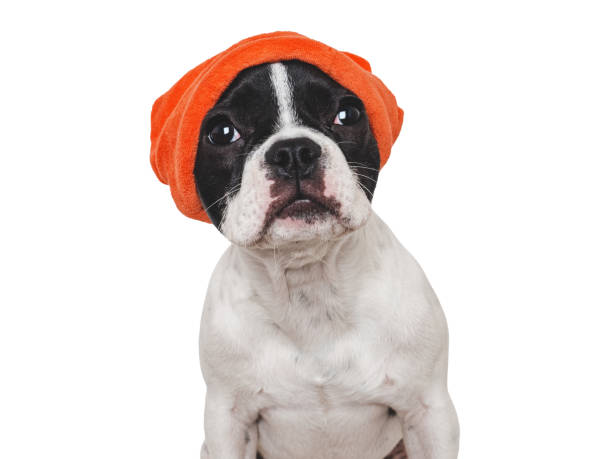 istock Cute puppy and a red knitted hat 1778496532
