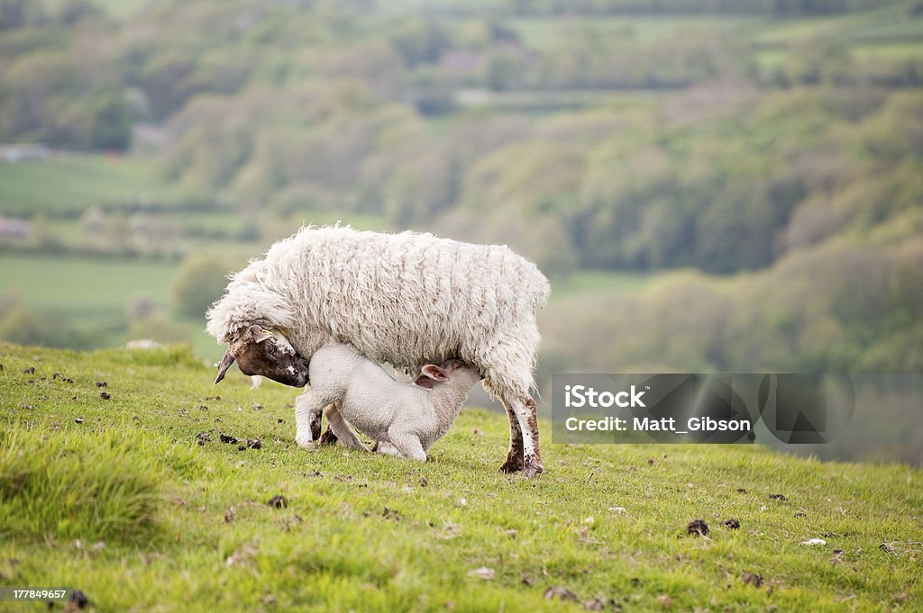 Resorte de cordero y ewe madre en paisajes rurales - Foto de stock de Agricultura libre de derechos