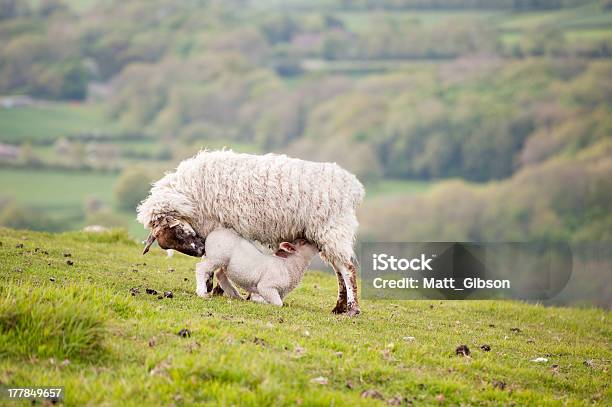 Resorte De Cordero Y Ewe Madre En Paisajes Rurales Foto de stock y más banco de imágenes de Agricultura - Agricultura, Aire libre, Animal