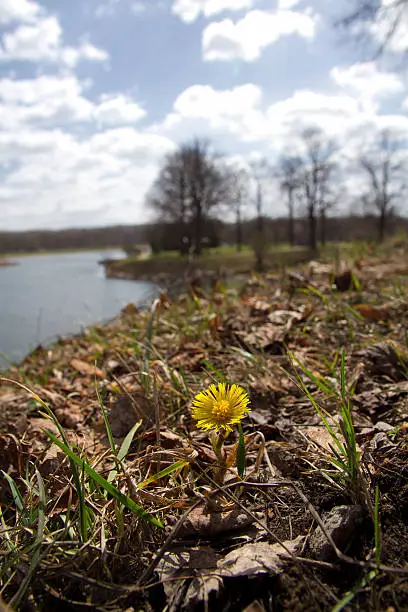 flower grows on a hill near the river