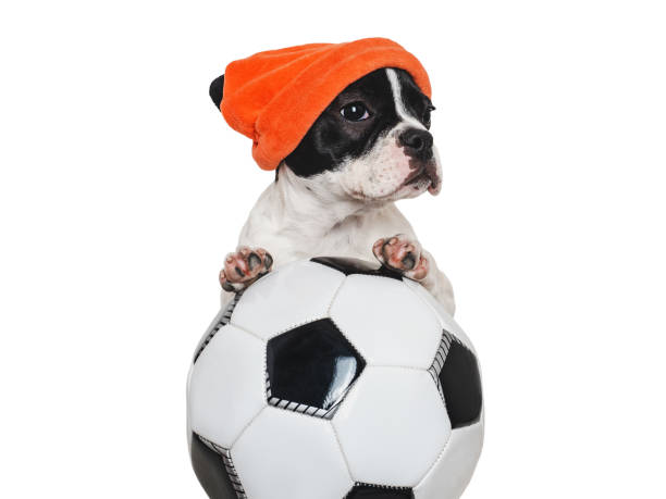 istock Lovable puppy and soccer ball. Isolated background 1778497734