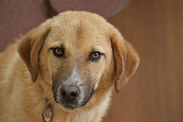 istock Puppy Dog Portrait 177850051