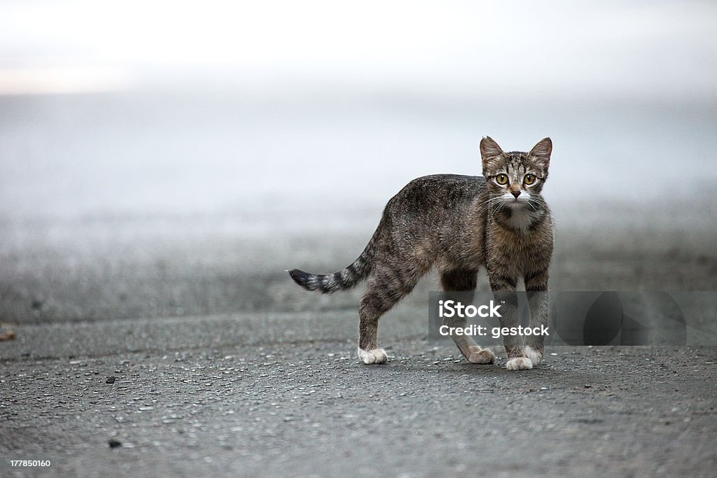 Stray gato. - Foto de stock de Gato doméstico royalty-free