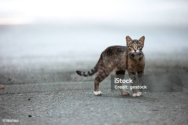 Foto de Stray Gato e mais fotos de stock de Gato doméstico - Gato doméstico, Rua, Americano de Pelo Curto