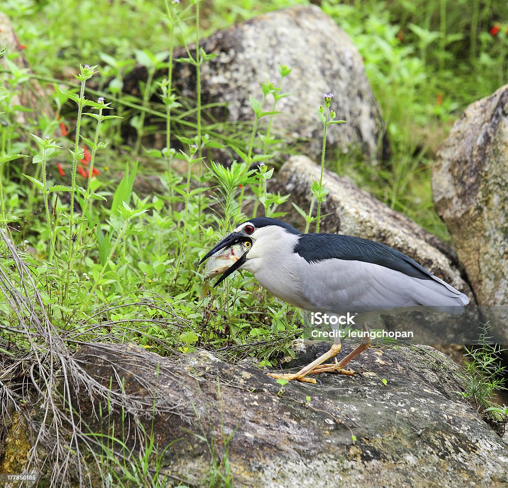 Pássaro comendo peixe - Foto de stock de Alimentar royalty-free